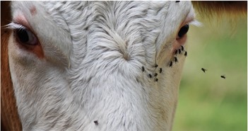 Tackle fly populations early to protect cattle Beef cow with flies