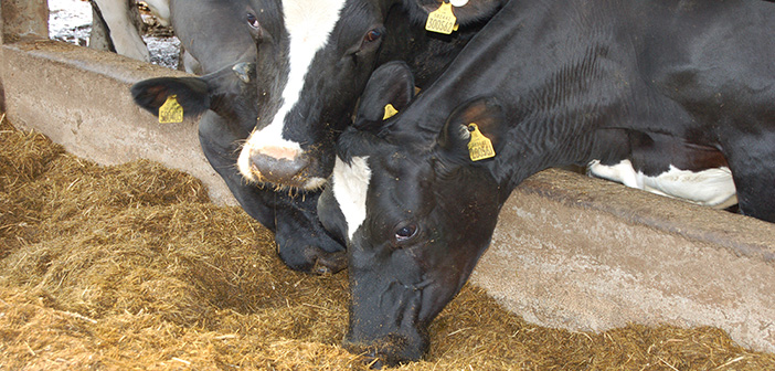 Efficiency key to cost effective dairy diets