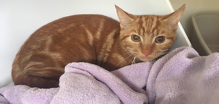 RSPCA braced for influx of cats during kitten season