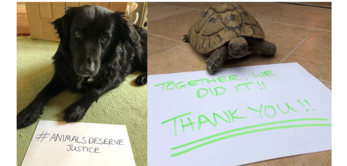 Cruelty maximum sentence increased from six months to five years