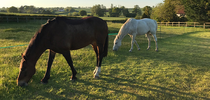 Win a solar strip grazing kit from Spillers