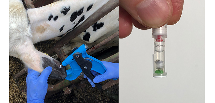 Studies show how genomic test CLARIFIDE Plus boosts herd health and profits