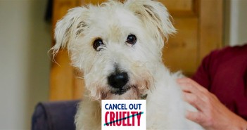 RSPCA reveals dogs are the most persecuted pet in England and Wales RSPCA – Cancel Out Cruelty
