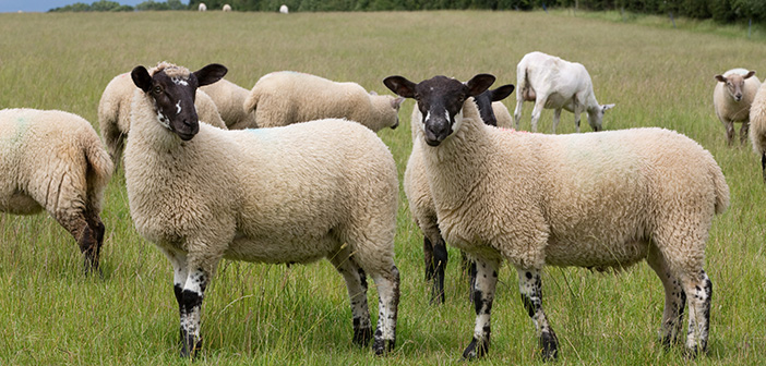 The sheep sector’s united message on the use of newer wormer actives