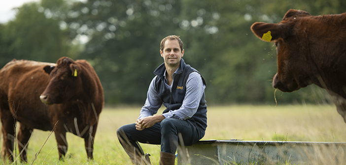 Boost suckler genetics using free KPI app