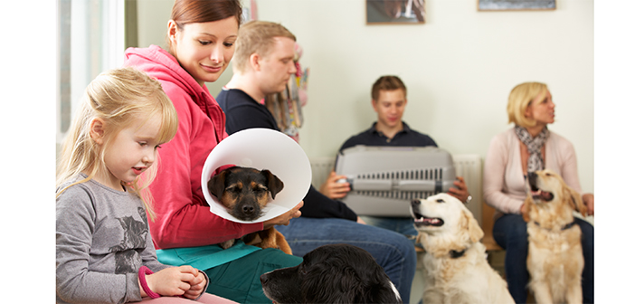 Vets being overwhelmed by staff shortages and a surge in new pet registrations