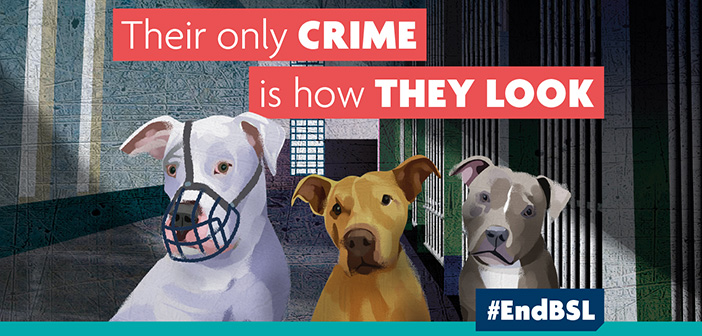 Charities plead: ‘Please don’t let any more dogs die because of how they look’