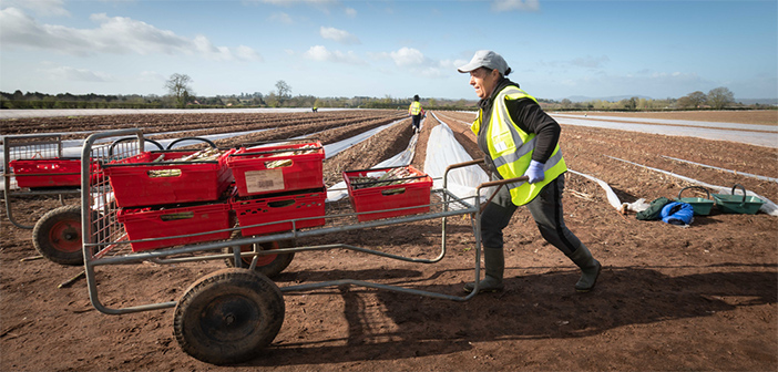 NFU calls on government for a COVID-19 Recovery Visa to address workforce shortages