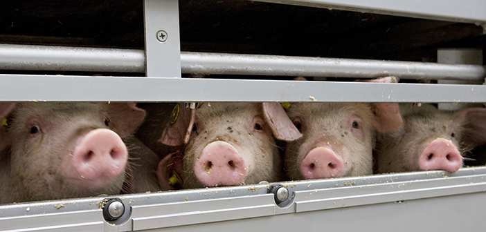 Better welfare conditions for millions of farm animals during transit