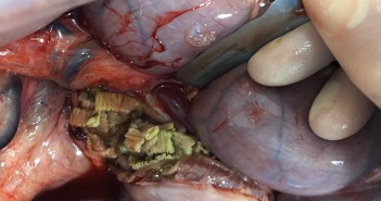 New study: tapeworm should be considered a significant pathogen in young horses Live tapeworm infection discovered four days after receiving praziquantel tapeworm treatment