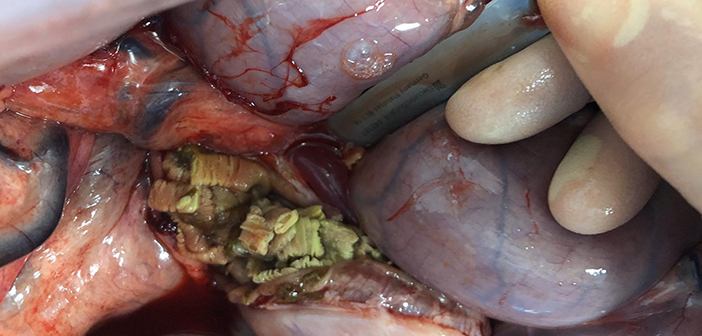 New study: tapeworm should be considered a significant pathogen in young horses