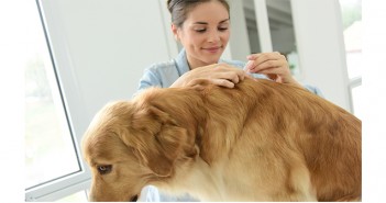 Take part in a companion survey to win a £50 Amazon voucher Administering a flea treatment