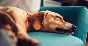 Pet owners warned to prepare for an increase in fleas this autumn Signature Xtra