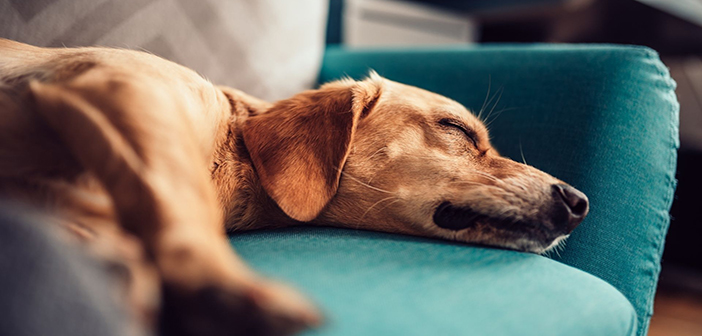 Pet owners warned to prepare for an increase in fleas this autumn