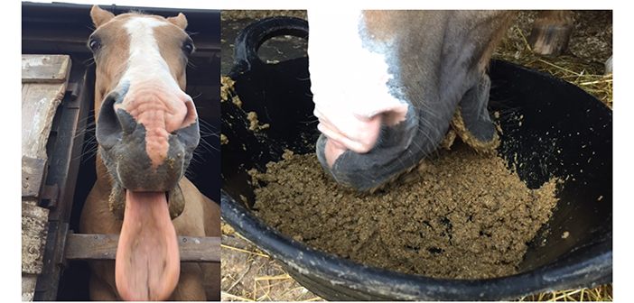 Is your horse a meal-time social media star?