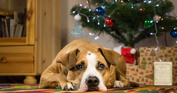 BVA: Don’t forget to protect pets this winter Staffordshire terrier dog lying on carpet in dront of christmas