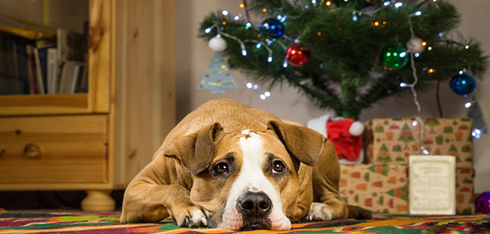 BVA: Don’t forget to protect pets this winter