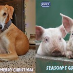 Let RSPCA animals pass on your greeting messages this year RSPCA – eCards