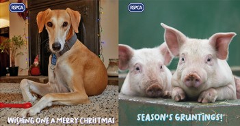 Let RSPCA animals pass on your greeting messages this year RSPCA – eCards