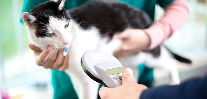 Cat microchipping to be made mandatory