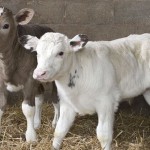 Beef and dairy calves