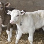 Calf pilot plans solutions for end of bull calf euthanasia Beef and dairy calves