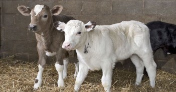 Beef and dairy calves