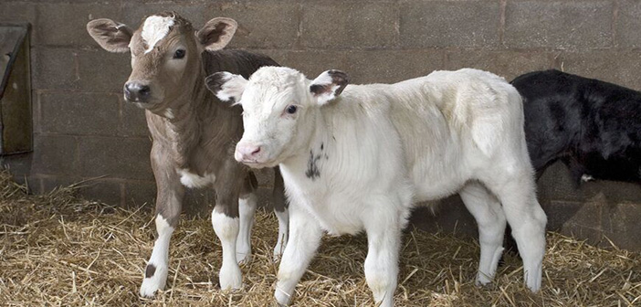 Calf pilot plans solutions for end of bull calf euthanasia