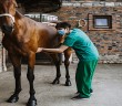 Horses veterinary