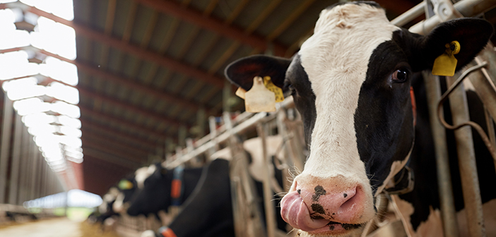 RSPCA welcomes Government plan to pay farmers to improve animal welfare