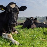 Trace elements key to supporting dry cow transition Dairy cattle