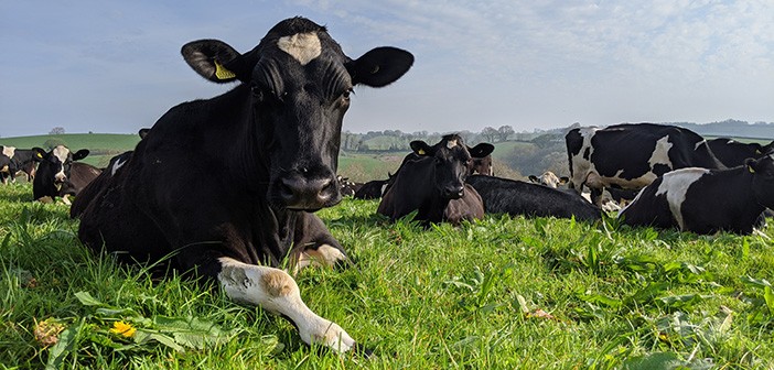 Trace elements key to supporting dry cow transition