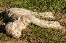 closeup of dead newborn lamb lying on grass