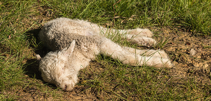 Survey highlights need to understand lamb losses