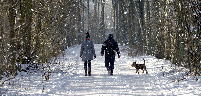 Is it too cold to walk your dog?