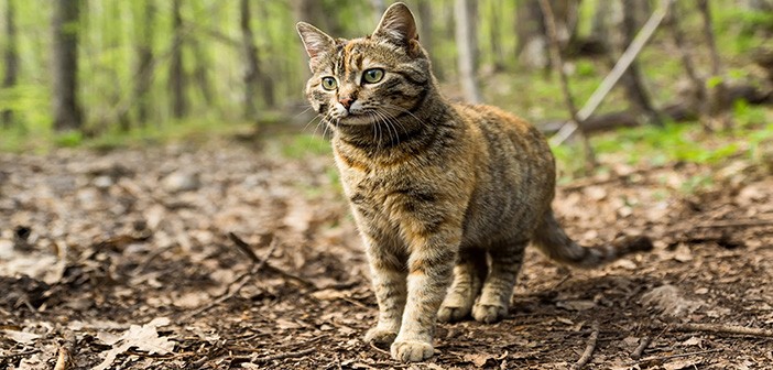 wild forest cat