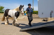 Loading to leave WHW_World Horse Welfare