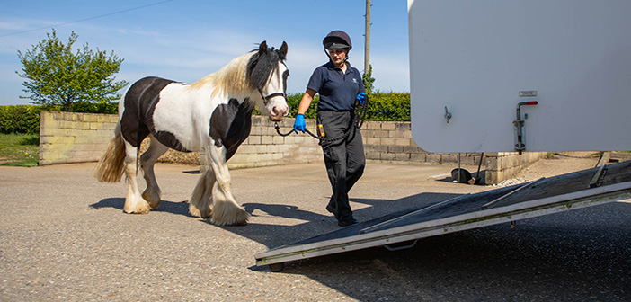 Equine welfare charity celebrates a record-breaking year