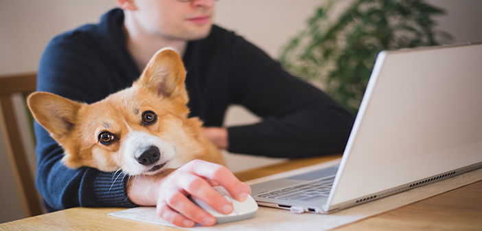 RSPCA gives tips to help dogs be happy as working from home measures end