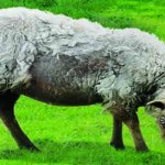 Bimeda launches new online CPD module Sheep_61