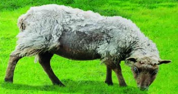 Bimeda launches new online CPD module Sheep_61