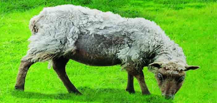 Bimeda launches new online CPD module