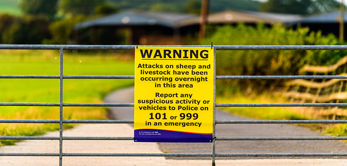 NSA launches 2022 Sheep Worrying by Dogs survey