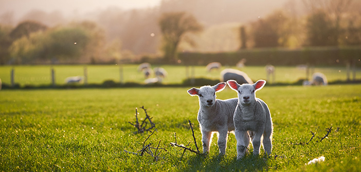 Free forecasting service for sheep farmers helps protect health of 2022-born lambs