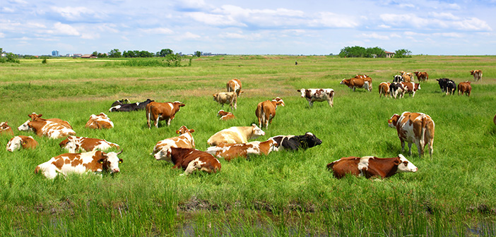 New post-mortem PCR test to identify TB infection rolled out