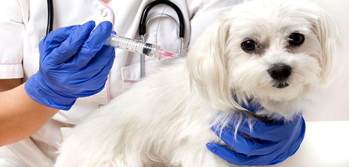 World Animal Vaccination Day: vaccination supporting better animal welfare