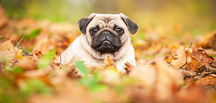Blue Cross campaigns for action on brachycephalic pets