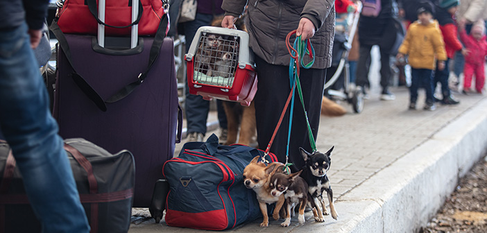 Emergency support put in place for people fleeing Ukraine and entering the UK with their pets