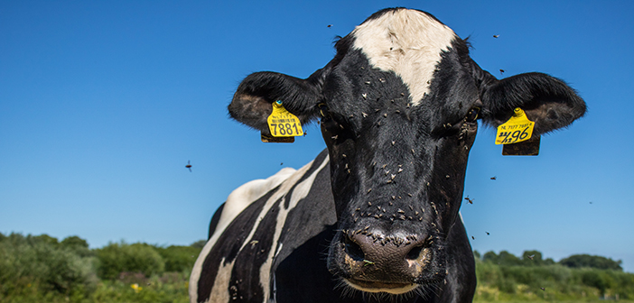 Prevent production losses and disease in cattle by controlling flies early