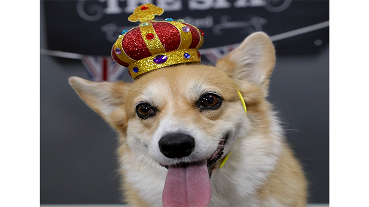Jollyes offers free corgi grooming to celebrate Platinum Jubilee